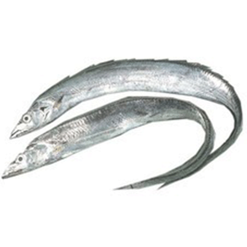 Poisson Ceinture en gros