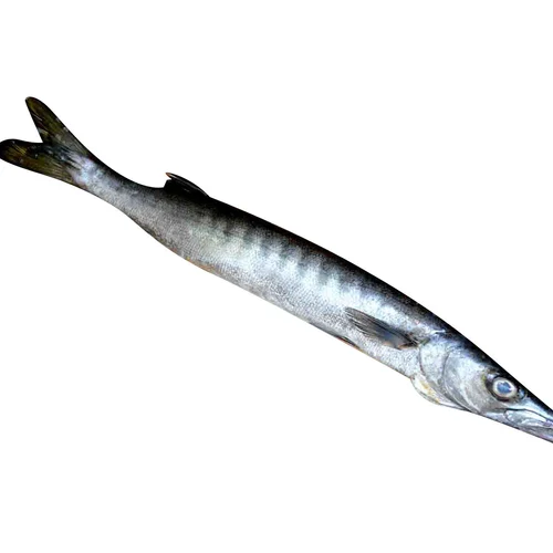 Poisson Barracuda – Le goût sauvage de la mer